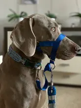 Collar de cabeza de entrenamiento para perros, arnés de nailon con cuello Halter, creativo, para todas las estaciones