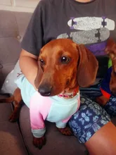 Abrigo con capucha para perro mascota de dibujos animados, ropa de invierno para perros pequeños, gatos, cachorros, Chihuahua, Yorkies, sudadera para perros y Mascotas