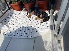 Alfombrilla impermeable para entrenamiento de cachorros, almohadillas reutilizables lavables para mascotas, almohadillas para cachorros, almohadillas para cama, sofá, colchón, funda protectora