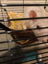 Hot Set Double Thick Plush Warm Bed Rat Hammock for Hamster House Hanging Nest Sleeping