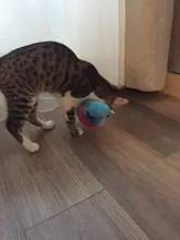 Pet Toys Squeaker Plush Slipper Shaped Puppy Dog Sound Chew Play Toys for Dog Cats Funny