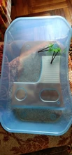 Caja de vivero de reptiles, Tortuga, Habitat con rampa de bastidor, acuario, tanque de cría, accesorios de herramientas de alimentos