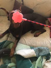 Pets-Supplies Trainer Whip Dog-Training-Stick Bark Deterrents Anti-Barking-Stop Dogs