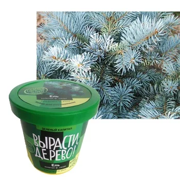 Set for growing spruce prickly sisal
Set for growing spruce prickly sisal