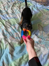 Anillo de espina Multicolor de goma TPR, juguete para mascotas, gato y perro, calidad Molar, juguete ambiental para gatos y perros