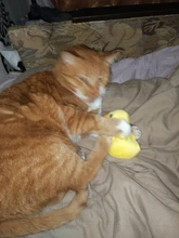 De calamar juguete de perro de mascota de peluche de juguete de masticar cachorro prensa sonido de chirrido juguetes para perros varios juguetes