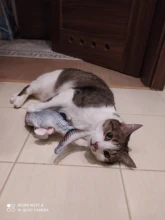 Gato cargador USB juguete interactivo de disquete pez gato realista juguete de gatos domésticos masticar morder juguetes suministros para mascotas gatos perro de juguete