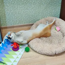 1pc peluche perro hueso juguetes mordedura-resistente limpia perro masticar cachorro juguete de entrenamiento de Banana y zanahoria vegetal, suministros para mascotas