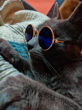 Gafas de protección contra el desgaste para perros y gatos adorables, productos para mascotas, protección contra el desgaste, gafas de sol, fotos, accesorios para mascotas, 1 ud.