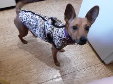 Ropas impermeables para perro, chaqueta de invierno para mascotas, chaleco de camuflaje cálido de algodón para perros pequeños, abrigo para cachorro, ropa de Bulldog Francés, traje para gato