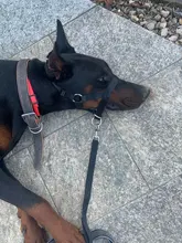 Collar de cabeza de entrenamiento para perros, arnés de nailon con cuello Halter, creativo, para todas las estaciones