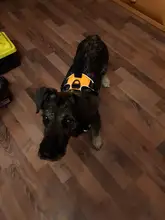 De Nylon reflectante perro arnés sin tirones ajustable mediano grande perro travieso Chaleco de seguridad Vehicular plomo caminar correr