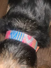 Suministros para mascotas tela doble arnés Collar de perro colorido Collar ajustable para mascota XS-L para pequeñas y medianas perros grandes