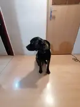 Perro ropa para mascotas Casual con capucha abrigo otoño perros grandes abrigo chaqueta ropa Labrador traje de impresión en Color de gran tamaño