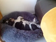 Sofa Cushion Nest Donut Cat-Beds Sleeping-Bag Dogs Plush Soft Large Pet-Basket Small