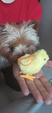 Juguetes para niños, relleno de medias de pollito de cuerda mecánica, juguetes pequeños de animales para niños, regalos