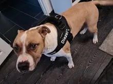 2 uds personalizado arnés del perro etiqueta nombre de Perro personalizado K9 Collar arnés para perro etiqueta engomada de la etiqueta de parche de arnés para perros etiqueta de nombre