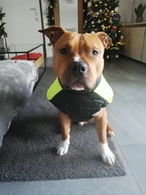 Jacket Puppy-Clothing Dog-Coat Dogs Golden-Retriever Waterproof Winter Pet-Vest Small