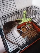 Hammock Rat House Hamster-Accessories Hanging Banana-Shape Warm Nest Tree-Beds Novelty