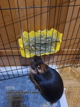 Alimentador de mascotas, tazones de alimentación de heno, perchero para Conejo, conejillo de indias, Chinchilla