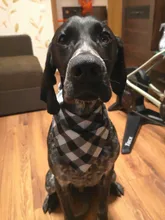 Pañuelo clásico a cuadros para perros y gatos, accesorios para el cuidado de mascotas, bufanda pañoleta, toalla de Saliva