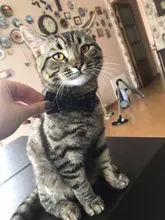 Collar de gato a cuadros con lazo ajustable para cachorros y Chihuahua, Collar de algodón para mascotas, Collar para gato, accesorios para mascotas