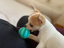 Pelota de Juguetes para perros suave para masticar, pelota elástica interactiva para perros, juguetes de goma para limpiar los dientes, dispensador de comida, 1 unidad