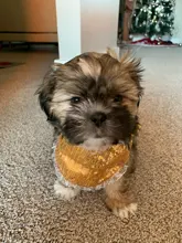 Scarf Pet-Accessories Dog-Supplies Puppy Cat-Bandana Washable-Collar Medium Cats Adjustable