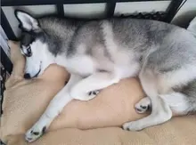 Mats Blanket Mattress Cushion Dogs-House Camas Washable Large Soft For Cats Warm Para