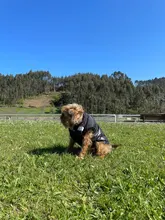 Dog Coat Jacket Pet-Dog-Clothes Down French-Bulldog Chihuahua Winter Fashion Small Medium-Sized