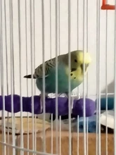 Mascota loro madera cruda Juguetes Para loros y mascotas jaula de pájaros perchas soporte plataforma pata molienda mordeduras Juguetes Para loro accesorios para mascotas