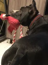 Lindo pulpo perro de peluche cuerda masticable juguete chirrido perro juguetes para perros pequeños Limpieza de dientes cachorro juguete Mascotas suministros Accesorios