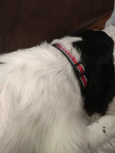 Collar personalizado de nailon reflectante para perro pequeño, personalizado, Pitbull, tamaño mediano y grande, grabado con nombre