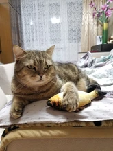 8 Styles Fun Catnip Toys For Cats Simulation Fish Plush Cat Pet Toys Cats Products For