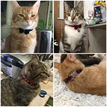 Collar de gato con campana para gatos, cachorros, collares correas para gatos, perros, Chihuahua, Gato, correas, suministros de plomo para mascotas