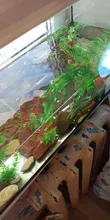 Decor Ornament Decorations-Plants Aquatic-Accessories Plant-Grass Aquarium Fish-Tank