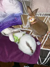 Chaleco protector antiescape para perros y gatos, arnés suave y ajustable, correa para caminar