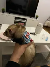 Hámster conjunto de Correa y arnés de conejo para Hurón, conejillo de indias, correa de pecho para mascota pequeña
