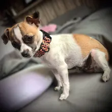 Pet-Accessories Leash-Set Color-Suit Dog-Collar Dogs Leopard Beagle Designe for Pet-Kit