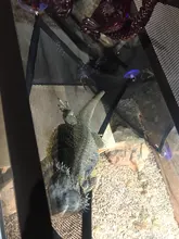 2 unids/set mascotas hamaca cama para dormir malla juguetes Swing tela Oxford para reptil serpiente lagarto subir productos con copa de succión