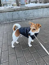 Dog Coat Jacket Pet-Dog-Clothes Down French-Bulldog Chihuahua Winter Fashion Small Medium-Sized