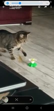 Lindo eléctrico rotatorio de mariposa pájaro perro gato gracioso juguetes juguete para rascar para gato pequeño perro gatos de inteligencia que contengan