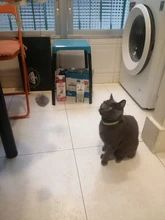 Juguete interactivo para mascotas, artefacto eléctrico con bola de elevación automática para gatos, perfecto rompecabezas inteligente para engañar al animal