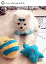 Pet Toys Squeaker Plush Slipper Shaped Puppy Dog Sound Chew Play Toys for Dog Cats Funny