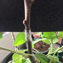 Drillforce-Herramienta de injerto para jardín tijeras de podar, tijeras para árbol frutal, tijeras de podar, herramientas de jardín de corte