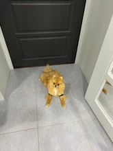 Puppy-Outfit Dogs-Clothing Chihuahua Dog Hoodie Pets Spring Small Fashion Medium