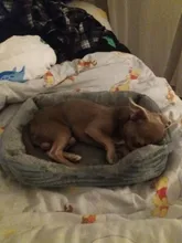 Cama rectangular para perro, saco de dormir, perrera, sofá para cachorro, casa para mascotas, cojín para camas para perros pequeños, legowisko, dla