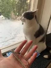 Silbato largo de latón para mascotas, puede ajustar el sonido, silbatos para perro, perros, cola, suministros para mascotas