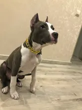 Collar de cadena de moda para perro, accesorios de Metal, cadena de oro para Teddy Bulldogs Bully, Collar de regalo para mascotas, suministros para mascotas