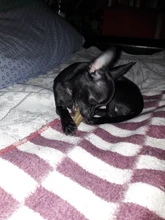 10 unidades por lote, masticables para comida, golosinas, perros divertidos, dientes de perro para masticar, suministros de Juguetes